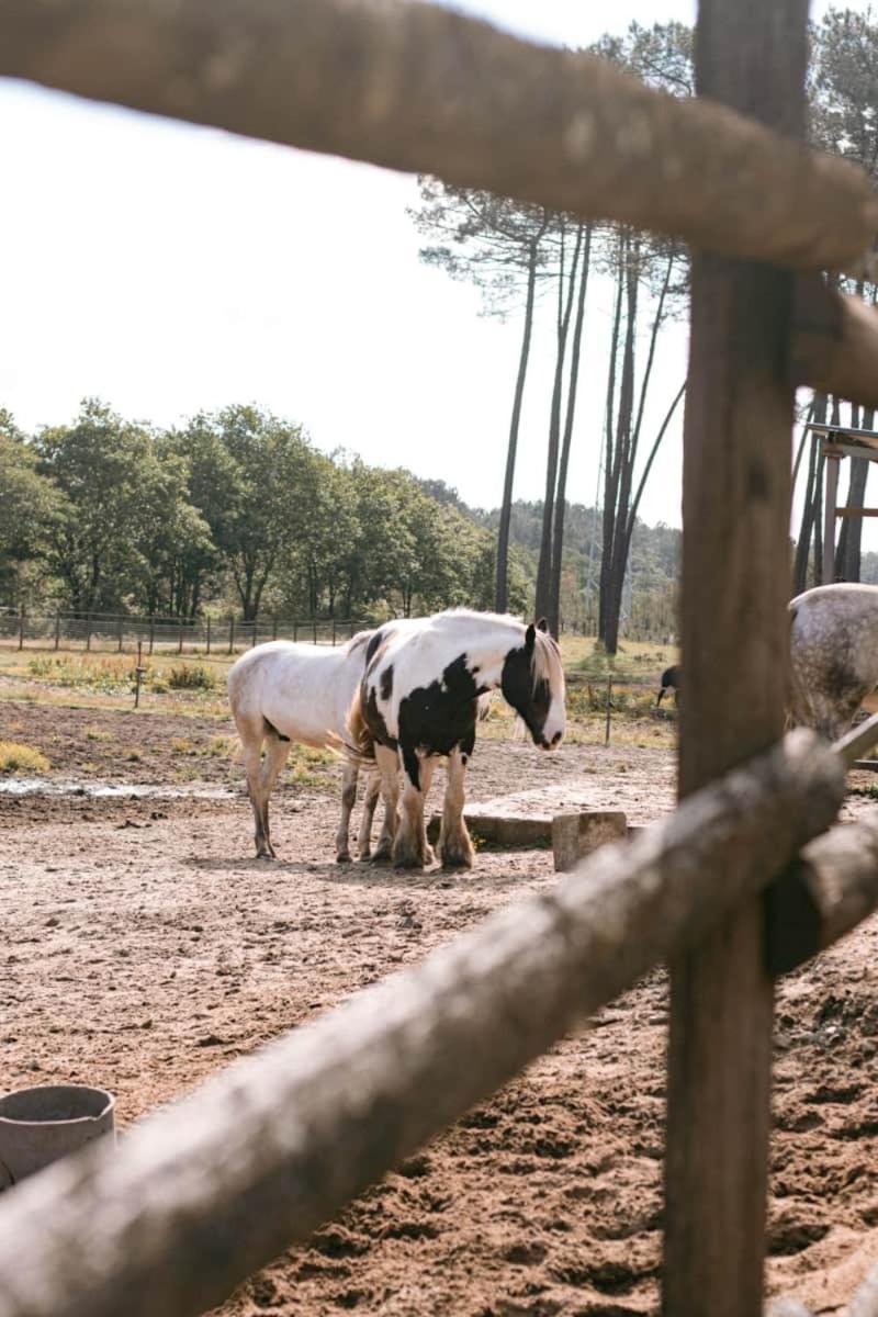 Roulottes Cocooning Au Coeur Des Landes Hotell Mées Exteriör bild